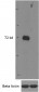 Goat Anti-IRAK3 (mouse) Antibody