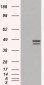 Goat Anti-IRF2 Antibody