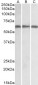 Goat Anti-IRF5 Antibody