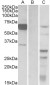 Goat Anti-IRF5 Antibody