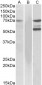 Goat Anti-ITK Antibody