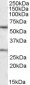 Goat Anti-KCNQ1 Antibody