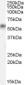 Goat Anti-KLK1 Antibody