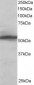 Goat Anti-KPNA2 / IPOA1 Antibody