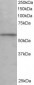 Goat Anti-KPNA3 / IPOA4 Antibody