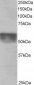 Goat Anti-KPNA4 / IPOA3 Antibody