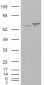 Goat Anti-KU70 / XRCC6 Antibody