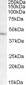 Goat Anti-LHX2 Antibody