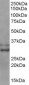 Goat Anti-LIVIN / BIRC7 Antibody