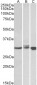 Goat Anti-LIVIN / BIRC7 Antibody