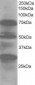 Goat Anti-LMO7 / FBXO20 Antibody