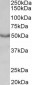 Goat Anti-M1 mAChR / CHRM1 Antibody