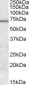 Goat Anti-MARK2 / PAR-1 Antibody