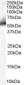 Goat Anti-MDM2 (isoform) Antibody