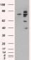 Goat Anti-MDM2 (isoform) Antibody