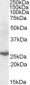 Goat Anti-MECL1 Antibody