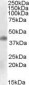 Goat Anti-MEIS1 Antibody