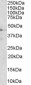 Goat Anti-Melanocortin 3 Receptor Antibody