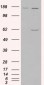 Goat Anti-Monoamine Oxidase A Antibody