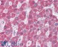 Goat Anti-MRP5 Antibody