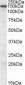 Goat Anti-MRP5 Antibody