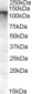 Goat Anti-MRP8 / ABCC11 Antibody