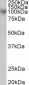 Goat Anti-MS2 / ADAM8 / CD156 Antibody