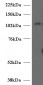 Goat Anti-Munc13-4 / UNC13D (Internal) Antibody