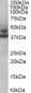 Goat Anti-MURF3 / TRIM54 Antibody
