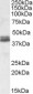 Goat Anti-NDEL1 Antibody