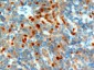 Goat Anti-NET1 / ARHGEF8 (C Terminus) Antibody