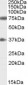 Goat Anti-Neuregulin 3 Antibody