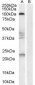 Goat Anti-Nogo 66 receptor Antibody