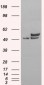 Goat Anti-NONO / p54NRB Antibody