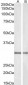 Goat Anti-NQO1 Antibody