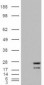 Goat Anti-NRAS Antibody