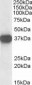 Goat Anti-Nucleophosmin / NPM1 Antibody