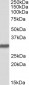 Goat Anti-OCT4 / POU5F1 Antibody