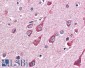 Goat Anti-OGT Antibody