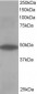 Goat Anti-ORP1 Antibody