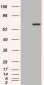 Goat Anti-PAD4 / PADI4 Antibody