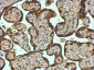 Goat Anti-PAI1 / SERPINE1 Antibody