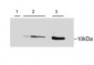 Goat Anti-Parvalbumin Antibody