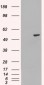 Goat Anti-PAX8 (internal) Antibody