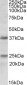 Goat Anti-PDPN Antibody