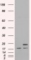 Goat Anti-PGRMC1 / MPR Antibody