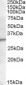 Goat Anti-PGRP-S Antibody