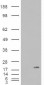 Goat Anti-PLA2G1B Antibody