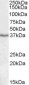 Goat Anti-PON1 / paraoxonase 1 Antibody