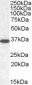 Goat Anti-PPP2CA / PPP2CB Antibody